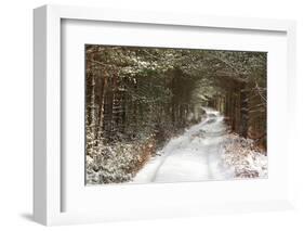 Scots Pine (Pinus sylvestris) forest habitat and track in snow, Abernethy Forest, Inverness-shire-Jack Chapman-Framed Photographic Print