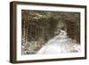 Scots Pine (Pinus sylvestris) forest habitat and track in snow, Abernethy Forest, Inverness-shire-Jack Chapman-Framed Photographic Print