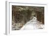 Scots Pine (Pinus sylvestris) forest habitat and track in snow, Abernethy Forest, Inverness-shire-Jack Chapman-Framed Photographic Print