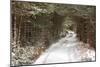 Scots Pine (Pinus sylvestris) forest habitat and track in snow, Abernethy Forest, Inverness-shire-Jack Chapman-Mounted Photographic Print