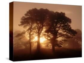 Scots Pine (Pinus Sylvestris) in Morning Mist, Glen Affric, Inverness-Shire, Scotland, UK, Europe-Niall Benvie-Stretched Canvas