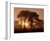 Scots Pine (Pinus Sylvestris) in Morning Mist, Glen Affric, Inverness-Shire, Scotland, UK, Europe-Niall Benvie-Framed Premium Photographic Print