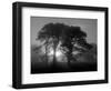 Scots Pine (Pinus Sylvestris) in Morning Mist, Glen Affric, Inverness-Shire, Scotland, UK, Europe-Niall Benvie-Framed Premium Photographic Print