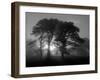 Scots Pine (Pinus Sylvestris) in Morning Mist, Glen Affric, Inverness-Shire, Scotland, UK, Europe-Niall Benvie-Framed Premium Photographic Print