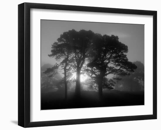 Scots Pine (Pinus Sylvestris) in Morning Mist, Glen Affric, Inverness-Shire, Scotland, UK, Europe-Niall Benvie-Framed Premium Photographic Print