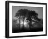 Scots Pine (Pinus Sylvestris) in Morning Mist, Glen Affric, Inverness-Shire, Scotland, UK, Europe-Niall Benvie-Framed Premium Photographic Print