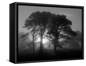 Scots Pine (Pinus Sylvestris) in Morning Mist, Glen Affric, Inverness-Shire, Scotland, UK, Europe-Niall Benvie-Framed Stretched Canvas