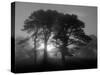 Scots Pine (Pinus Sylvestris) in Morning Mist, Glen Affric, Inverness-Shire, Scotland, UK, Europe-Niall Benvie-Stretched Canvas