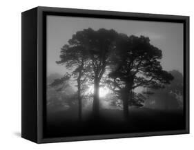 Scots Pine (Pinus Sylvestris) in Morning Mist, Glen Affric, Inverness-Shire, Scotland, UK, Europe-Niall Benvie-Framed Stretched Canvas