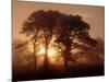 Scots Pine (Pinus Sylvestris) in Morning Mist, Glen Affric, Inverness-Shire, Scotland, UK, Europe-Niall Benvie-Mounted Photographic Print