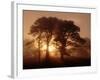 Scots Pine (Pinus Sylvestris) in Morning Mist, Glen Affric, Inverness-Shire, Scotland, UK, Europe-Niall Benvie-Framed Photographic Print