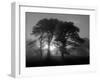 Scots Pine (Pinus Sylvestris) in Morning Mist, Glen Affric, Inverness-Shire, Scotland, UK, Europe-Niall Benvie-Framed Photographic Print