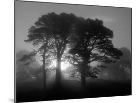 Scots Pine (Pinus Sylvestris) in Morning Mist, Glen Affric, Inverness-Shire, Scotland, UK, Europe-Niall Benvie-Mounted Photographic Print