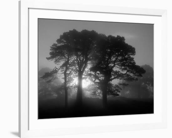 Scots Pine (Pinus Sylvestris) in Morning Mist, Glen Affric, Inverness-Shire, Scotland, UK, Europe-Niall Benvie-Framed Photographic Print