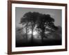 Scots Pine (Pinus Sylvestris) in Morning Mist, Glen Affric, Inverness-Shire, Scotland, UK, Europe-Niall Benvie-Framed Photographic Print