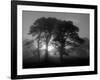 Scots Pine (Pinus Sylvestris) in Morning Mist, Glen Affric, Inverness-Shire, Scotland, UK, Europe-Niall Benvie-Framed Photographic Print