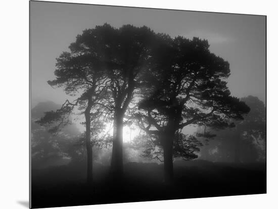 Scots Pine (Pinus Sylvestris) in Morning Mist, Glen Affric, Inverness-Shire, Scotland, UK, Europe-Niall Benvie-Mounted Photographic Print