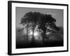 Scots Pine (Pinus Sylvestris) in Morning Mist, Glen Affric, Inverness-Shire, Scotland, UK, Europe-Niall Benvie-Framed Photographic Print