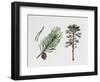 Scots Pine (Pinus Sylvestris), Pinaceae, Tree, Leaves and Fruit-null-Framed Giclee Print