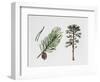 Scots Pine (Pinus Sylvestris), Pinaceae, Tree, Leaves and Fruit-null-Framed Giclee Print