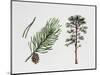 Scots Pine (Pinus Sylvestris), Pinaceae, Tree, Leaves and Fruit-null-Mounted Giclee Print