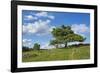 Scots pine, Pinus sylvestris, tree-David & Micha Sheldon-Framed Photographic Print