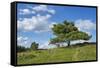 Scots pine, Pinus sylvestris, tree-David & Micha Sheldon-Framed Stretched Canvas