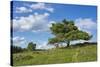 Scots pine, Pinus sylvestris, tree-David & Micha Sheldon-Stretched Canvas