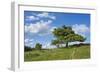 Scots pine, Pinus sylvestris, tree-David & Micha Sheldon-Framed Photographic Print