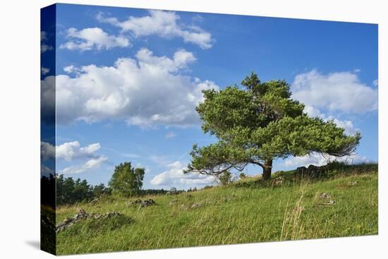 Scots pine, Pinus sylvestris, tree-David & Micha Sheldon-Stretched Canvas