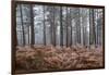 Scots pine (pinus sylvestris) trees and orange bracken in freezing fog, Bucklebury Common-Stuart Black-Framed Premium Photographic Print