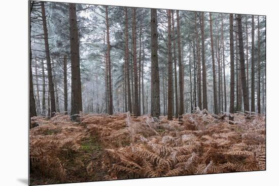 Scots pine (pinus sylvestris) trees and orange bracken in freezing fog, Bucklebury Common-Stuart Black-Mounted Premium Photographic Print