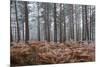 Scots pine (pinus sylvestris) trees and orange bracken in freezing fog, Bucklebury Common-Stuart Black-Mounted Premium Photographic Print