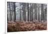 Scots pine (pinus sylvestris) trees and orange bracken in freezing fog, Bucklebury Common-Stuart Black-Framed Photographic Print