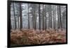 Scots pine (pinus sylvestris) trees and orange bracken in freezing fog, Bucklebury Common-Stuart Black-Framed Photographic Print