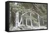 Scots Pine (Pinus Sylvestris) Woodland in Winter, Abernethy Nnr, Cairngorms Np, Scotland, UK-Mark Hamblin-Framed Stretched Canvas