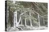 Scots Pine (Pinus Sylvestris) Woodland in Winter, Abernethy Nnr, Cairngorms Np, Scotland, UK-Mark Hamblin-Stretched Canvas