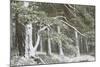 Scots Pine (Pinus Sylvestris) Woodland in Winter, Abernethy Nnr, Cairngorms Np, Scotland, UK-Mark Hamblin-Mounted Photographic Print