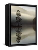 Scots Pine Tree Reflected in Lake at Dawn, Loch an Eilean, Scotland, UK-Pete Cairns-Framed Stretched Canvas