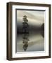 Scots Pine Tree Reflected in Lake at Dawn, Loch an Eilean, Scotland, UK-Pete Cairns-Framed Premium Photographic Print