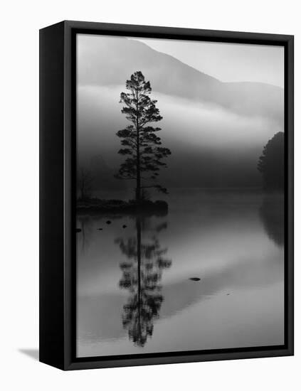 Scots Pine Tree Reflected in Lake at Dawn, Loch an Eilean, Scotland, UK-Pete Cairns-Framed Stretched Canvas