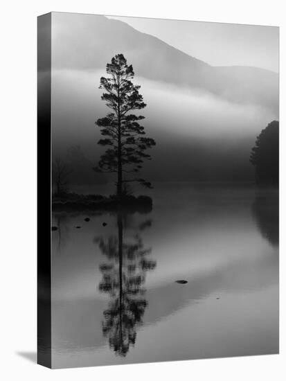 Scots Pine Tree Reflected in Lake at Dawn, Loch an Eilean, Scotland, UK-Pete Cairns-Stretched Canvas