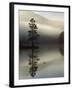 Scots Pine Tree Reflected in Lake at Dawn, Loch an Eilean, Scotland, UK-Pete Cairns-Framed Photographic Print