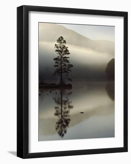 Scots Pine Tree Reflected in Lake at Dawn, Loch an Eilean, Scotland, UK-Pete Cairns-Framed Photographic Print