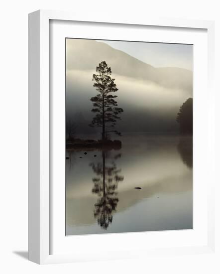 Scots Pine Tree Reflected in Lake at Dawn, Loch an Eilean, Scotland, UK-Pete Cairns-Framed Photographic Print