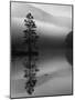 Scots Pine Tree Reflected in Lake at Dawn, Loch an Eilean, Scotland, UK-Pete Cairns-Mounted Photographic Print