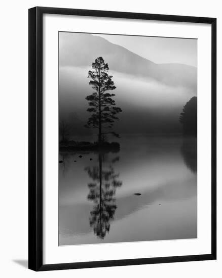 Scots Pine Tree Reflected in Lake at Dawn, Loch an Eilean, Scotland, UK-Pete Cairns-Framed Photographic Print