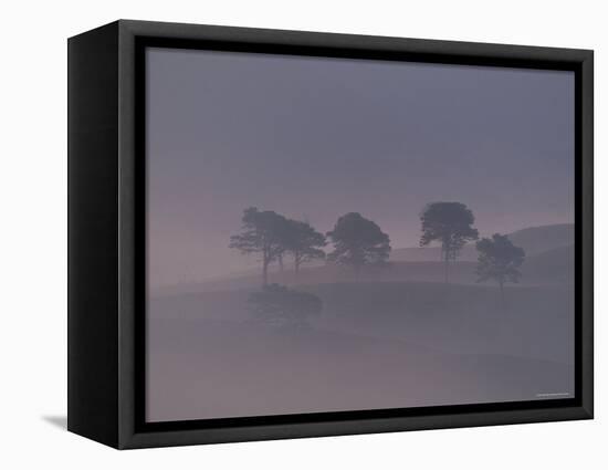 Scots Pine Trees in Mist, Abernethy Forest, Inverness-Shire, Scotland, UK-Niall Benvie-Framed Stretched Canvas