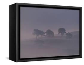 Scots Pine Trees in Mist, Abernethy Forest, Inverness-Shire, Scotland, UK-Niall Benvie-Framed Stretched Canvas