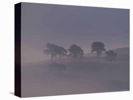 Scots Pine Trees in Mist, Abernethy Forest, Inverness-Shire, Scotland, UK-Niall Benvie-Stretched Canvas